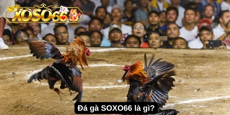 Đá gà SOXO66 là gì
